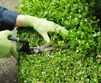 Routine Garden Care & Maintenance